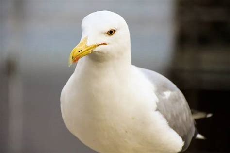 Seagull g witch